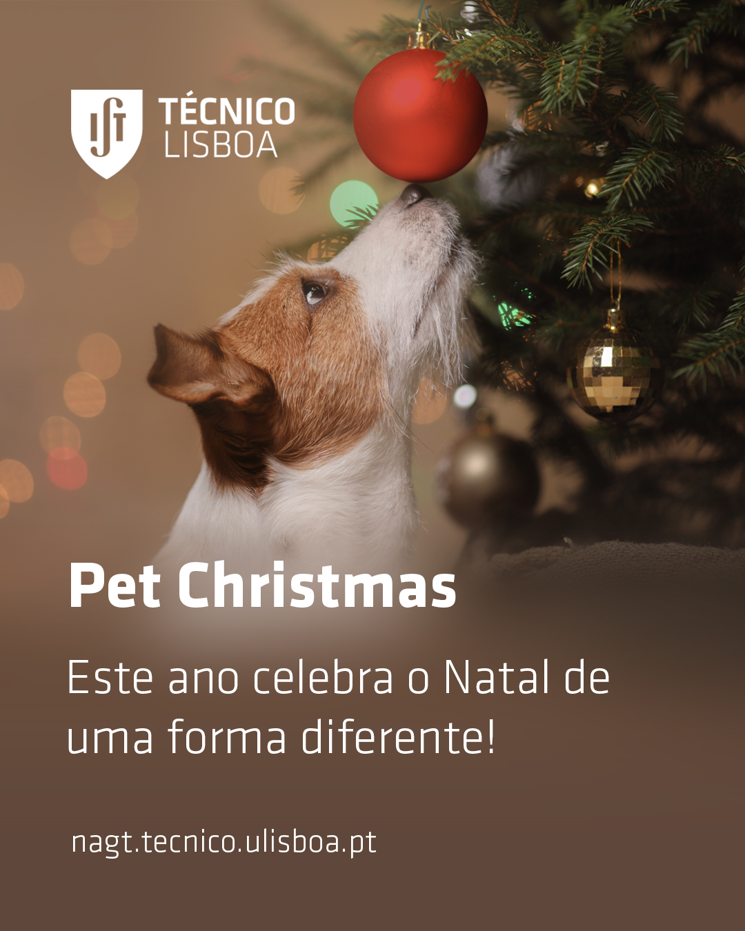 Pet Christmas